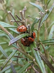 Coccinella septempunctata