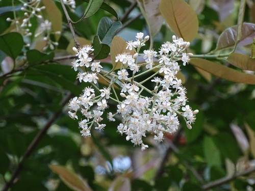 Photinia prunifolia, photograph 3