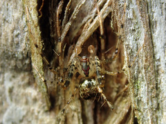 Australomimetus sennio