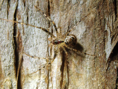 Australomimetus sennio