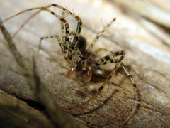 Australomimetus sennio