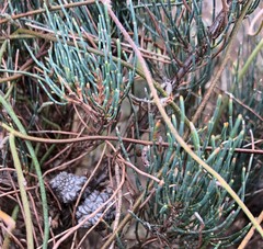Allocasuarina pusilla