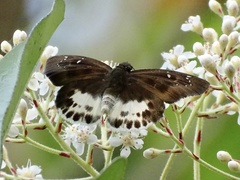 Tagiades menaka