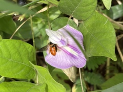Pachyanthidium paulinieri