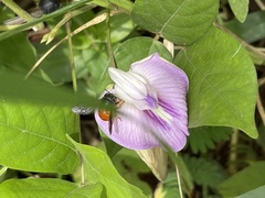 Pachyanthidium paulinieri