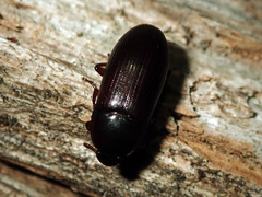 Uloma tenebrionoides