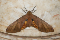 Platysphinx piabilis