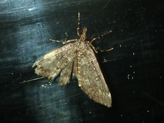 Proternia philocapna