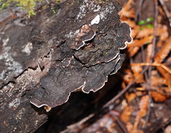 Datronia brunneoleuca