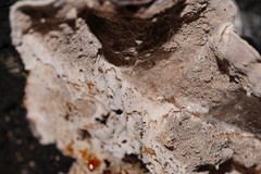 Datronia brunneoleuca