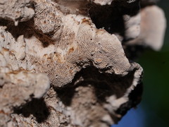 Datronia brunneoleuca