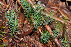 Dawsonia superba