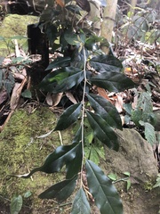 Elaeagnus glabra