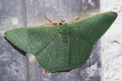 Thalassodes intaminata