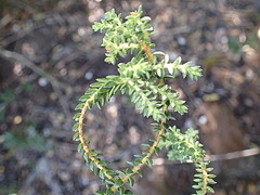 Agathosma apiculata