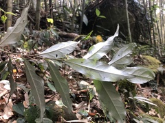 Elaeagnus glabra