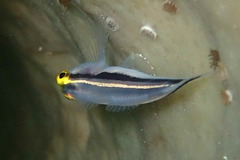 Elacatinus colini