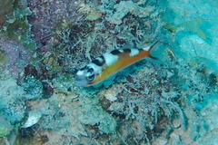 Serranus tabacarius
