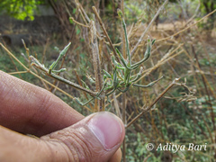 Dicliptera paniculata