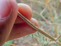 Dicliptera paniculata