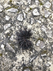 Lepidoptera