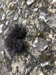 Lepidoptera