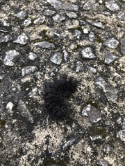 Lepidoptera