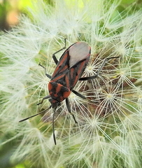 Spilostethus crudelis