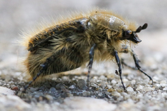 Tropinota squalida