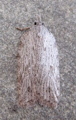 Acleris maximana