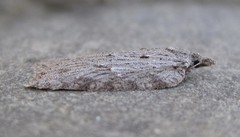 Acleris maximana