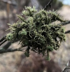 Usnea scabrida