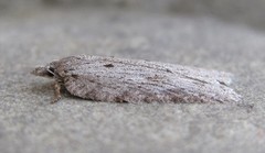 Acleris maximana