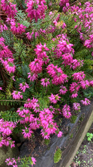 Erica carnea