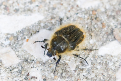 Tropinota squalida