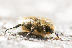 Tropinota squalida