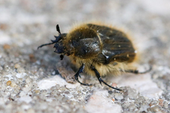Tropinota squalida
