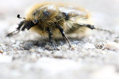 Tropinota squalida