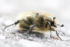 Tropinota squalida