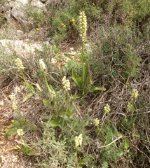 Orchis galilaea
