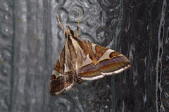 Agrioglypta fulguralis