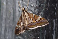 Agrioglypta fulguralis