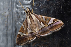 Agrioglypta fulguralis