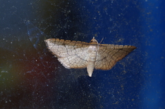 Hypolamprus ypsilon