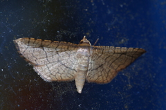 Hypolamprus ypsilon
