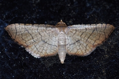 Hypolamprus ypsilon