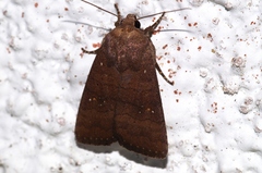 Athetis stellata
