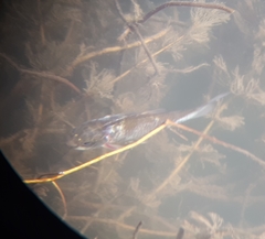 Ctenopharyngodon idella