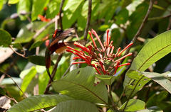 Isertia coccinea