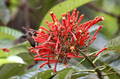 Isertia coccinea